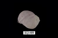 藏品(紫口珊瑚螺)的圖片